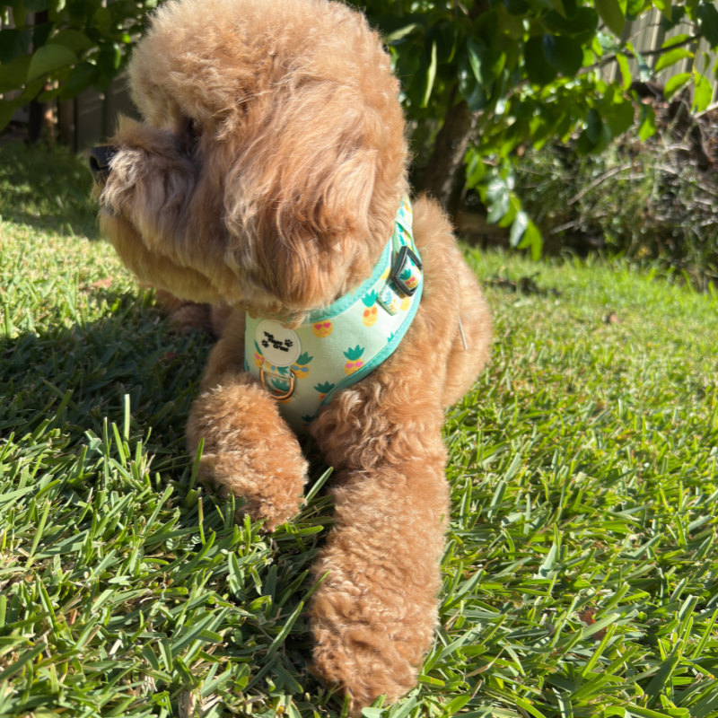 Pineapple Pals Adjustable Harness