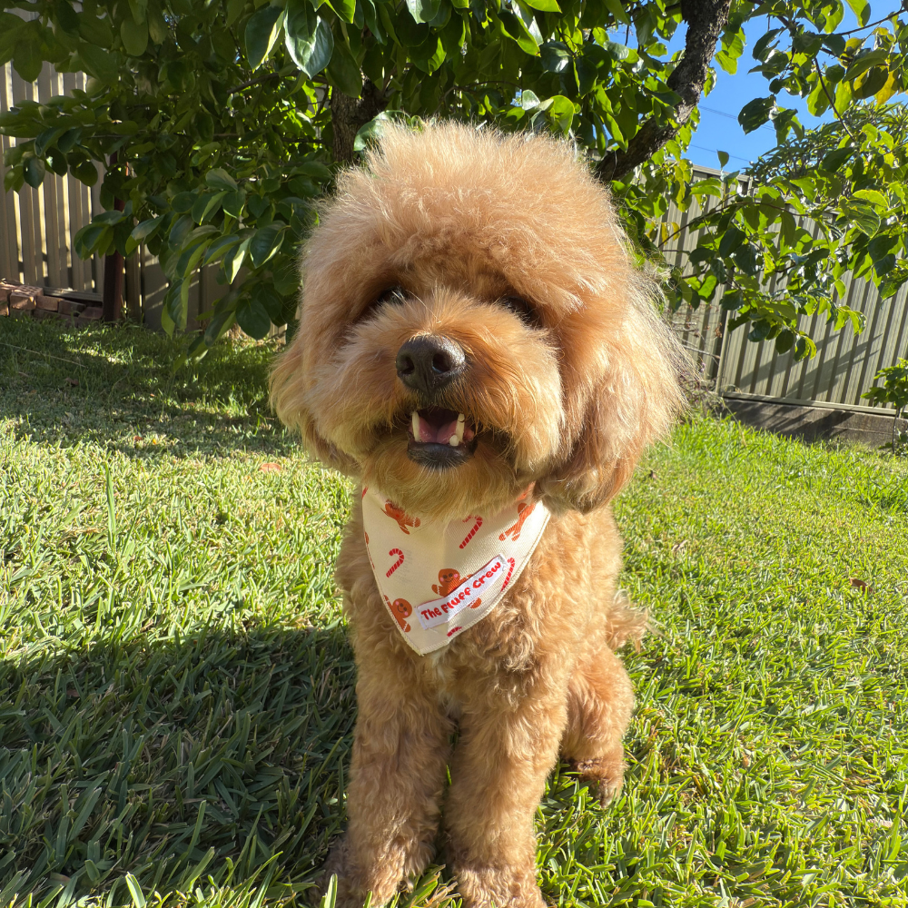 Holiday Treats Dog Bandana