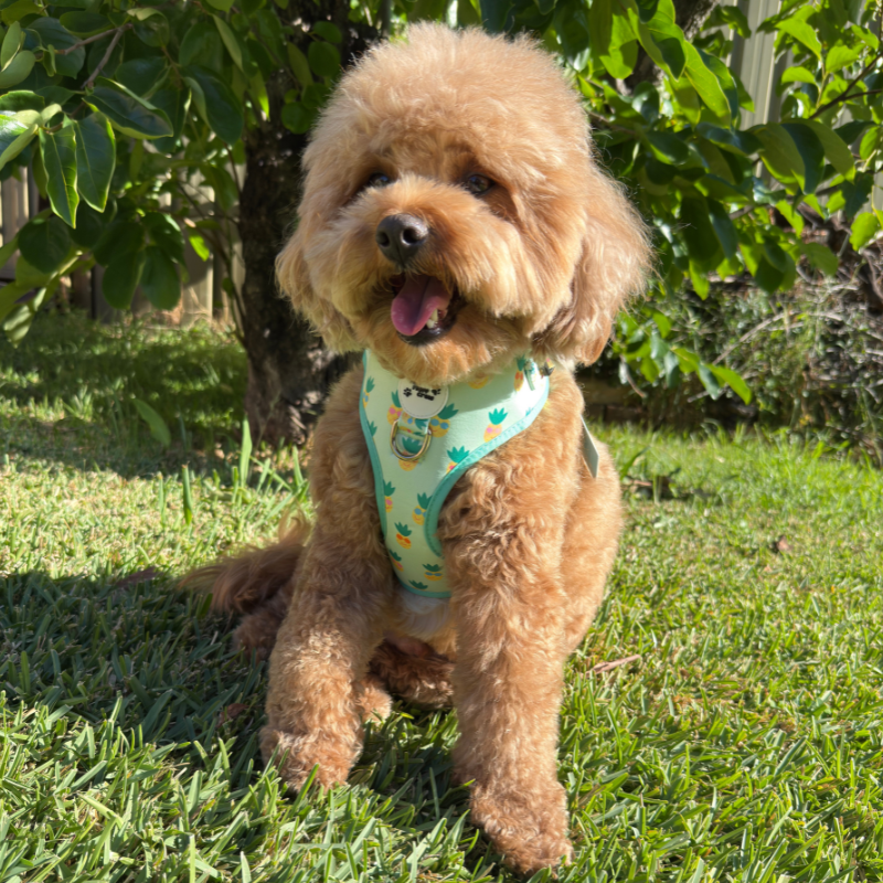 Pineapple Pals Adjustable Harness