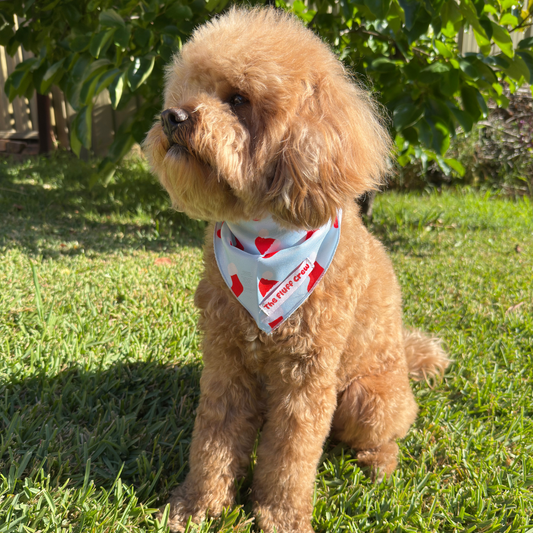 Festive Fluff Dog Bandana