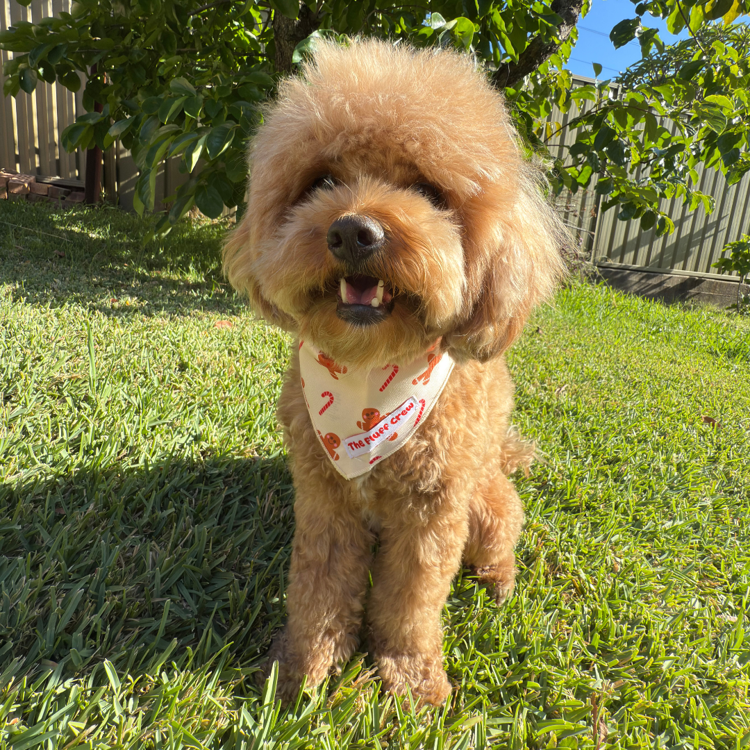 Holiday Treats Dog Bandana