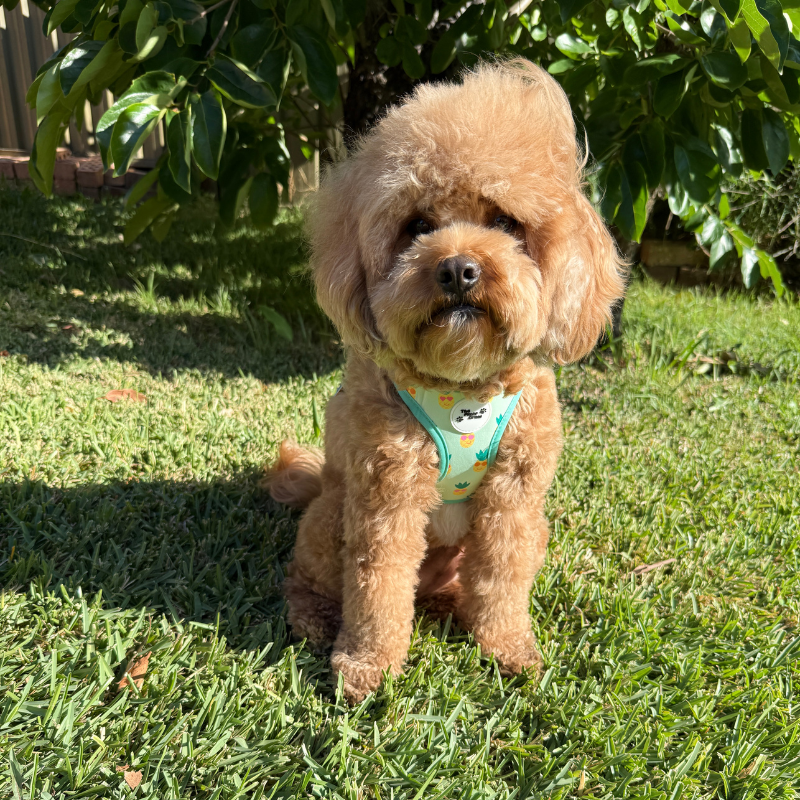 Pineapple Pals Step-In Harness
