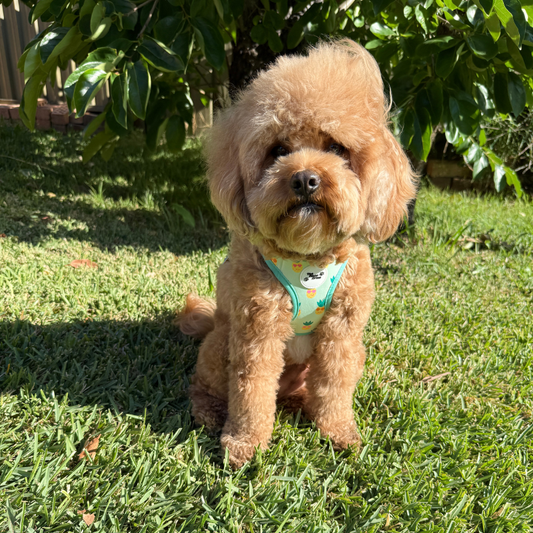 Pineapple Pals Step-In Harness
