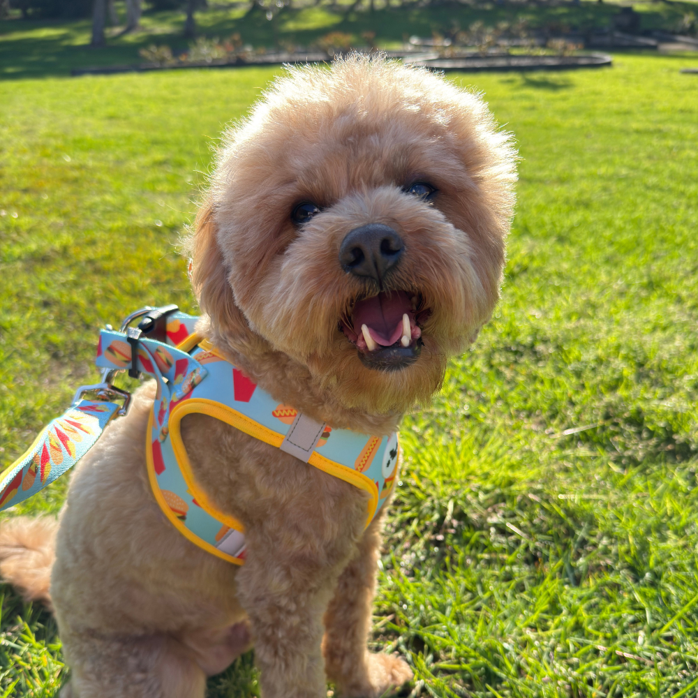 Fluff & Fries Step-In Harness