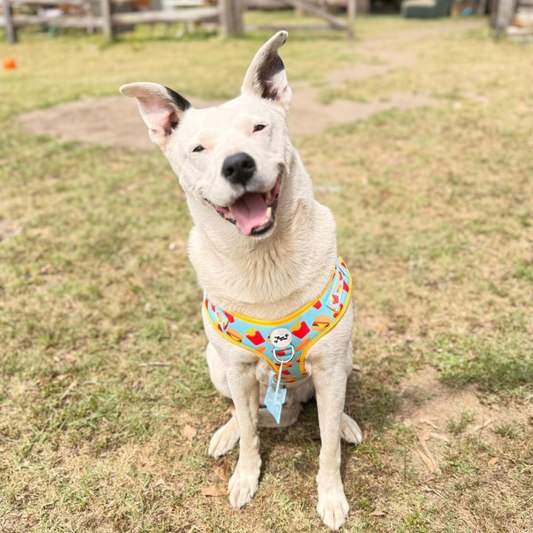 The Fluff & Fries Adjustable Harness