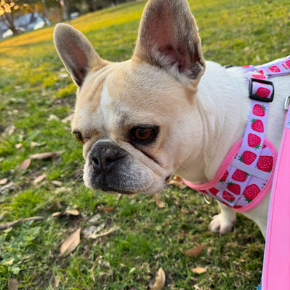 A close-up of a French Bulldog outdoors on grass, wearing a pink harness printed with red strawberries and a black buckle.